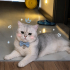 Ücretsiz sahiplenme British kedi acil yuva fotoğraf