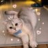 Ücretsiz sahiplenme British kedi acil yuva fotoğraf