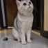 Ücretsiz sahiplenme British kedi acil yuva fotoğraf