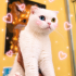 Ücretsiz sahiplenme Scottish fold fotoğraf