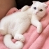 Ücretsiz sahiplenme Scottish fold fotoğraf