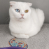 Ücretsiz sahiplenme Scottish fold fotoğraf