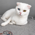 Ücretsiz sahiplenme Scottish fold fotoğraf
