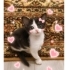 Ücretsiz sahiplenme Kiki fotoğraf