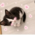 Ücretsiz sahiplenme Kiki fotoğraf