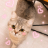 Ücretsiz sahiplenme British kedi fotoğraf