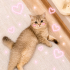 Ücretsiz sahiplenme British kedi fotoğraf