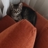 Acil Yuva Arayan Sağlıklı 3,5 Aylık Tekir Yavru Kedi 🐾 fotoğraf