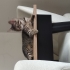Acil Yuva Arayan Sağlıklı 3,5 Aylık Tekir Yavru Kedi 🐾 fotoğraf