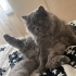Güzel Kedimiz Duman için Sıcak bir yuva arıyoruz fotoğraf