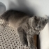 Güzel Kedimiz Duman için Sıcak bir yuva arıyoruz fotoğraf
