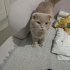 Tatlı oğlanı ücretsiz sahiplendiriyorum 😍 fotoğraf