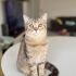 Leo ya sıcak bir yuva arıyoruz fotoğraf