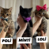 🐾 ACİL YUVA ARIYORLAR 🐾 fotoğraf