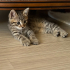 🐾 ACİL YUVA ARIYORLAR 🐾 fotoğraf