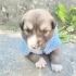 golden-husky kırması acil yuva fotoğraf