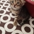 6 haftalık bebek kediler fotoğraf