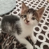 6 haftalık bebek kediler fotoğraf