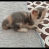 6 haftalık bebek kediler fotoğraf