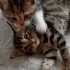 6 haftalık bebek kediler fotoğraf
