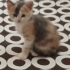 6 haftalık bebek kediler fotoğraf