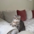 Ücretsiz sahiplendiriyorum fotoğraf