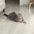 Ücretsiz sahiplendiriyorum fotoğraf