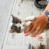 Beyaz yavru kedi 5 kedi fotoğraf