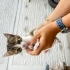 Beyaz yavru kedi 5 kedi fotoğraf