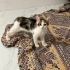 Evde doğan miniklere acil yuva fotoğraf
