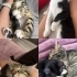 Koruyucu Evde Kalan Kedilerimize Yuva fotoğraf