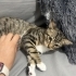 Koruyucu Evde Kalan Kedilerimize Yuva fotoğraf