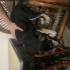Bekçi Köpeği(Evi bekler) fotoğraf