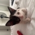 Yavru kedi sütlaça yeni yuva arıyoruz fotoğraf