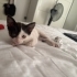 Yavru kedi sütlaça yeni yuva arıyoruz fotoğraf