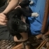 Bekçi köpeğidir evi bekler fotoğraf