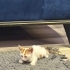Sokakta Tek Başına Ağlarken Bulunan Bebek Ailesini Arıyor. fotoğraf