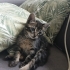 2 AYLIK YAVRU KEDİLER fotoğraf