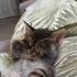 2 AYLIK YAVRU KEDİLER fotoğraf