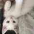 Sevgi dolu minik Lio fotoğraf