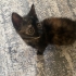 Calico Mocha Hanım evinize şans getirsin! fotoğraf