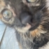 Calico Mocha Hanım evinize şans getirsin! fotoğraf