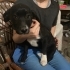 Bekçi köpeği( evi bekler) fotoğraf
