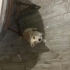 Bekçi köpeğidir( Evi bekler) fotoğraf
