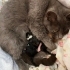 ACİL YUVA! Sokağa atılmış cins kedi ve yeni doğan bebekleri fotoğraf