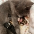 ACİL YUVA! Sokağa atılmış cins kedi ve yeni doğan bebekleri fotoğraf