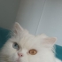 Şekere yeni yuva arıyoruz fotoğraf