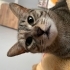 Çok acil yuva aranıyor, kısır dişi kedi fotoğraf