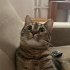 Hürrem - Mucize gibi bir can yuva arıyor fotoğraf