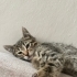 Şirin bebek ömürlük yuvasını arıyıor fotoğraf
